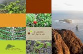 PLANTAS DE RAPA NUI - onfinternational.org de Rapa Nui... · Recuperar la cobertura vegetal de los terrenos erosionados, ... Sensibilizar a la comunidad y a los visitantes sobre los