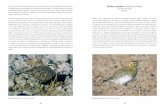 En el sur de Alicante es una especie muy común, …ahsa.org.es/wp/wp-content/uploads/2010/12/tabarca_2_3.pdf · Son aves muy gregarias, que suelen visitar regularmente todos los