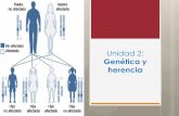 Unidad 2: Genética y herencia · Genética y herencia. HERENCIA GENETICA VARIABILIDAD ... que pueden ser de dos tipos: los homocigotos y ... reproduccion.