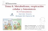 Tema 8. Metabolismo, respiración celular y fotosíntesisdpbiologia.weebly.com/uploads/2/1/5/5/21553524/gtp_t8... · 2017-12-17 · del ATP y coenzimas reducidos obtenidos del catabolismo.
