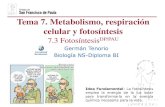 Tema 7. Metabolismo, respiración celular y fotosí · PDF file2016-10-06 · del ATP y coenzimas reducidos obtenidos del catabolismo. ... La fotosíntesis transcurre en dos fases