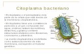Citoplasma bacteriano - depa.fquim.unam.mxdepa.fquim.unam.mx/amyd/.../7eCitoplasmaBacteriano... · reproducción de la bacteria. Algunos de ellos contienen genes que proporcionan