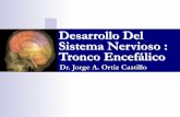 Desarrollo Del Sistema Nervioso : Tronco Encefálico · Cierre del Tubo Neural Por la parte dorsal. Desde el centro hacia los extremos (Neuroporos).