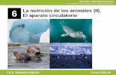 6 La nutrición de los animales (II). El aparato circulatorioa... · La nutrición de los animales (II). El aparato circulatorio SALIR ANTERIOR 6 La nutrición de los animales (II).