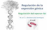 Regulación de la expresión génica · constante, en prácticamente todas las células de un organismo, es decir, se expresan de forma constitutiva o continua. Genes constitutivos