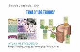 Biología y geología 2014 - I.E.S. MURIEDAS. … · GLANDULAR (Endocrino y ... • Matriz más consistente que en el conjuntivo. Células inmaduras: condroblastos, ... superiores