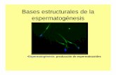 Bases estructurales de la espermatogénesis Sapiro 2009.pdf · “ Serie de eventos que llevan a la formación de los gametos masculino y femenino de modo que sean aptos para la fecundación”