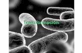 Laboratorio de Genética Molecular de Eucariotas 2010-22012.igem.org/wiki/images/6/60/Transf.pdf · Se refiere al proceso de alterar una célula de forma que adquiera y exprese material