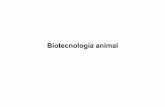 Biotecnología animal - bmbq.uma.es animal.pdf · ¿Cual es el objetivo de realizar Biotecnología animal? A. Se pueden generar animales modificados (“animales transgénicos”)