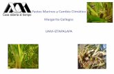 Pastos Marinos y Cambio Climático Margarita Gallegos … · Crecimiento explosivo de las epifitas limitando la capacidad de captación de luz y disponibilidad de carbono en las hojas