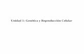 Unidad 1: Genética y Reproducción Celular - stls.cl 2017/2m/biologia/II° Medio... · b – ¿De qué depende la forma del sombrero de la Acetabularia? c ... Aparato de Golgi Lisosoma