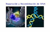 Reparación y Recombinación de DNAdepa.fquim.unam.mx/amyd/archivero/13Reparacion_19749.pdf · MECANISMOS DE REPARACION 1- Fotoreactivación (ruptura de los dímeros de pirimidinas