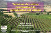 Técnicas de cultivo orientadas a rentabilidad viñedo · Técnicas de cultivo orientadas a la rentabilidad del viñedo Jesús Yuste Doctor Ingeniero Agrónomo Email: yusbomje@itacyl.es