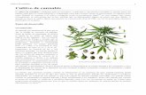 Cultivo de cannabis - Comunidad online sobre … · Existe otro método que consiste en poner las semillas en medio de 2 servilletas húmedas, ... las hojas nacen cada vez con menos