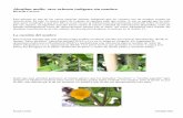 Abutilon molle: otro arbusto indígena sin nombre · 2009-06-10 · Especie que abunda en zonas húmedas y donde llega el sol”. ... La falta de semillas viables podría entonces