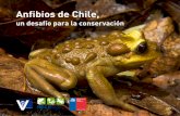 Anfibios de Chile, - Tiuque Expediciones | Conservación de Anfibios | Prólogo C onocer a los anfibios implica introducirse en un mundo sorprendente, no sólo por su belleza, por