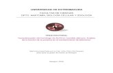 UNIVERSIDAD DE EXTREMADURA - biblioteca.unex.esbiblioteca.unex.es/tesis/9788469263143.pdf · “Caracterización del homólogo de KU70 en Candida albicans. Análisis ... cuales he