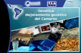 Diapositiva 1 - Información completa para el bienestar …portalcamaronero.com/wp-content/uploads/2017/09/Genetica... · AbN - - Proteína: Mutación de sentido equivocado TCA -