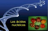 Los ácidos nucleicos - centros.edu.xunta.escentros.edu.xunta.es/iesastelleiras/depart/bioxeo/lgazon/presen/... · EMPAQUETAMIENTO DEL ADN: ESTRUCTURA TERCIARIA (EL COLLAR DE PERLAS)