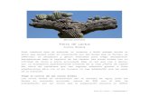 Tierra de cactus - cienciorama.unam.mx · semiáridas de Baja California y Baja California Sur, Guanajuato, los ... aceite muy usado en la industria de los cosméticos, el mezquite