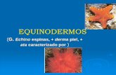 EQUINODERMOS - Escuela de Biologia 16.pdf · Los erizos de mar viven en los fondos oceánicos y casi siempre mantienen la cara oral contra el sustrato. Los erizos regulares viven