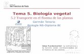 Tema 5. Biología vegetaldpbiologia.weebly.com/uploads/2/1/5/5/21553524/gtp_t5... · 2018-09-09 · - ¿De qué se alimentan los áfidos ... Los compuestos orgánicos son cargados