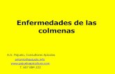 Enfermedades de las colmenas - cajamar.es · POLLO ESCAYOLADO, MICOSIS, Ascosphaera apis. Se produce : cuando baja la temperatura de las preninfas (48 h) unos 5 º C (bajada brusca