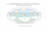 UNIVERSIDAD DE SAN CARLOS DE GUATEMALA … Lic Zoot Erick Romeo... · ENGORDE DE CONEJOS (Oryctolagus cuniculus) EN LA GRANJA EXPERIMENTAL DE LA FACULTAD DE MEDICINA ... búsqueda