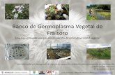 Banco de Germoplasma Vegetal de Fraisoro - … · Plantas de Cladium mariscus cultivados para la recuperación del hábitat (Gipuzkoa) Thelypteris palustris (En Peligro de Extinción)