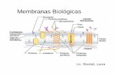 Membranas Biológicas - bioquimicakinesio.wordpress.com · • Existen dos tipos generales de prote ínas de membrana: - Prote ínas integrales: penetran completamente la bicapa fosfolip