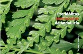 Pteridóﬁ tos amenazados de Andalucía - …€¦ · alveolada (forma de panal) Isoetes durieui _____ 1b Plantas sumergidas total o parcialmente al menos en invierno, el bulbo no