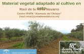 Material vegetal adaptado al cultivo en Raúl de la Rosa ... · Material vegetal adaptado al cultivo en ... Poda, fertirrigación, tratatmientos fitosanitarios, recolección Variedades,