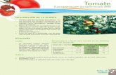 Guía técnica de cultivo hortícolas - IES RÍO AGUAS · • Suelos sueltos de textura areno-arcillosa y ricos en materia ... za del fruto y de su calidad. • El tomate también