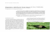 Diagnóstico y distribución de las especies de Orius … · Diagnóstico y distribución de las especies de Orius Wolff 1811, ... el de los chinches de la familia Anthocori ... los