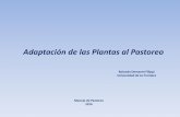 Adaptación de las Plantas al Pastoreo - Praderas y …praderasypasturas.com/rolando/01.-Catedras/08.-Manejo_de_Pastoreo/... · Las raíces nacen de los nudos ubicados en la base