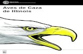 Aves de Caza de Illinois · 54-56 pulgadas de distancia de ala a ala. El águila pescadora se alimenta principalmente de peces y es la única ave de rapiña que puede zambul-