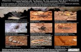 Hazlo tú mism La cueva y tú - rufford.org Promotional Materials.pdf · sobre distintos tipos de rocas. ... Existen cuevas frescas, otras ... en los charcos o en el guano, nombre