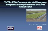 Programa de Mejoramiento de Arroz ARGENTINA - …proarroz.com.ar/static/presentaciones/...arroz-alberto-livore_104.pdf · INTA- EEA Concepción del Uruguay Programa de Mejoramiento