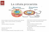 La célula procariota - … · La célula procariota Nucleo verdadero (cromosomas; membrana nuclear, histonas) División : mitosis y meiosis (centríolos y microtúbulos) Tamaño