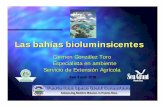 Carmen González Toro Especialista en ambiente …academic.uprm.edu/gonzalezc/HTMLobj-769/encumarbahiasbiolumi.pdf · Las bahías bioluminiscentes Introducción Son caracterizadas