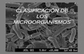 CLASIFICACIÓN DE LOS MICROORGANISMOSacademico.upv.cl/doctos/ENFE-6017/{103AD534-8A1F-456C-9BF8... · •Las bacterias son los organismos más abundantes del planeta. •Se estima