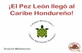 ¡El PezLeónllegó al Caribe Hondureño! - infopesca.org · Cola Aleta pectoral Espina pélvica ... c. Aguas de lastre de las embarcaciones mercantes provenientes del Pacífico •1er