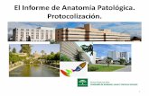 El Informe de Anatomía Patológica. Protocolización.€¦ · 2 •Organización de todas las actividades de un Proceso de la mejor manera posible para que se obtenga siempre un