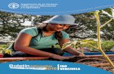 Boletín Informativo FAO Venezuela Enero-Marzo 2016 · Desarrollo del Milenio como de la Cumbre Mundial sobre la Alimentación, ... de trabajo en la región, ... claves de la seguridad