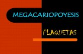 MEGACARIOPOYESIS - saracbtis.webcindario.com · Durante este proceso se producen divisiones NUCLEARES repetitivas SIN que haya división citoplásmica, por lo tanto hay células que