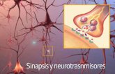 Sinapsis y neurotrasnmisores · El termino sinapsis fue introducido a principios del siglo XX por Charles Sherrington para describir la zona especializada de contacto en la cual una