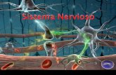 Presentación de PowerPoint - Filomanuélicos · -Las sinapsis se establecen normalmente entre la parte terminal de un axón y el cuerpo o las dendritas de otra neurona.