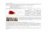 TEJIDO OSEO PAGecaths1.s3.amazonaws.com/histologiakf/1190046732.TEJIDO OSEO PA… · hueso compacto y por consiguiente su papel principal ... La basofilia del citoplasma se debe a