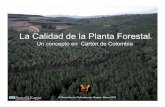 La Calidad de la Planta Forestal. - elsemillero.net · buen viverista ha conseguido con mucho esfuerzo y técnica a lo largo de un determinado período (Piñuelas 1994). ... del diámetro