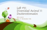 Lab #8: Diversidad Animal II: Deuterostomados · CAVIDAD DEL CUERPO (CELOMA) Segmentación DESTINO DEL BLASTÓPORO. Filo Echinodermata Clase Asteroidea (estrellas de mar) Clase Holothuroidea